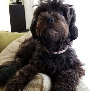 Meet your Posher, Angel